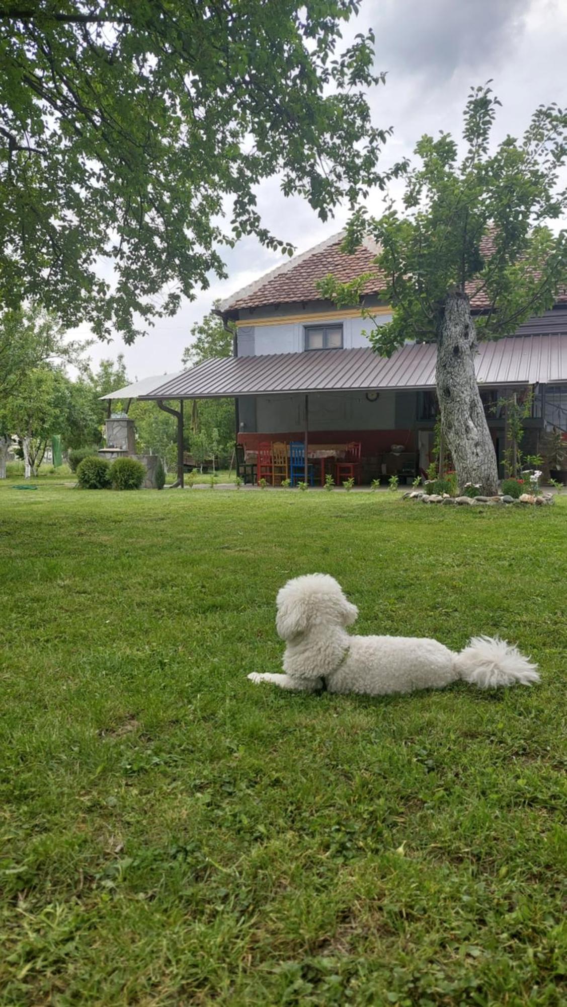 Apartmani Petkovic 226 Velika Drenova Exteriér fotografie